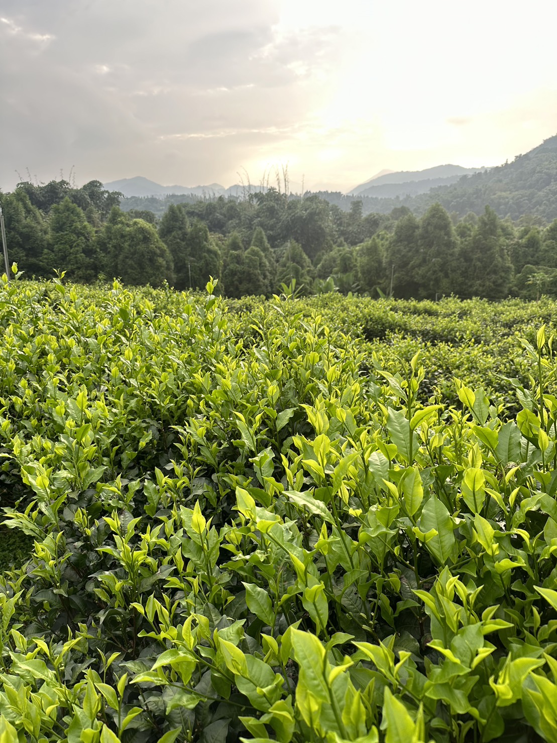 魚池茶園晨昏實景