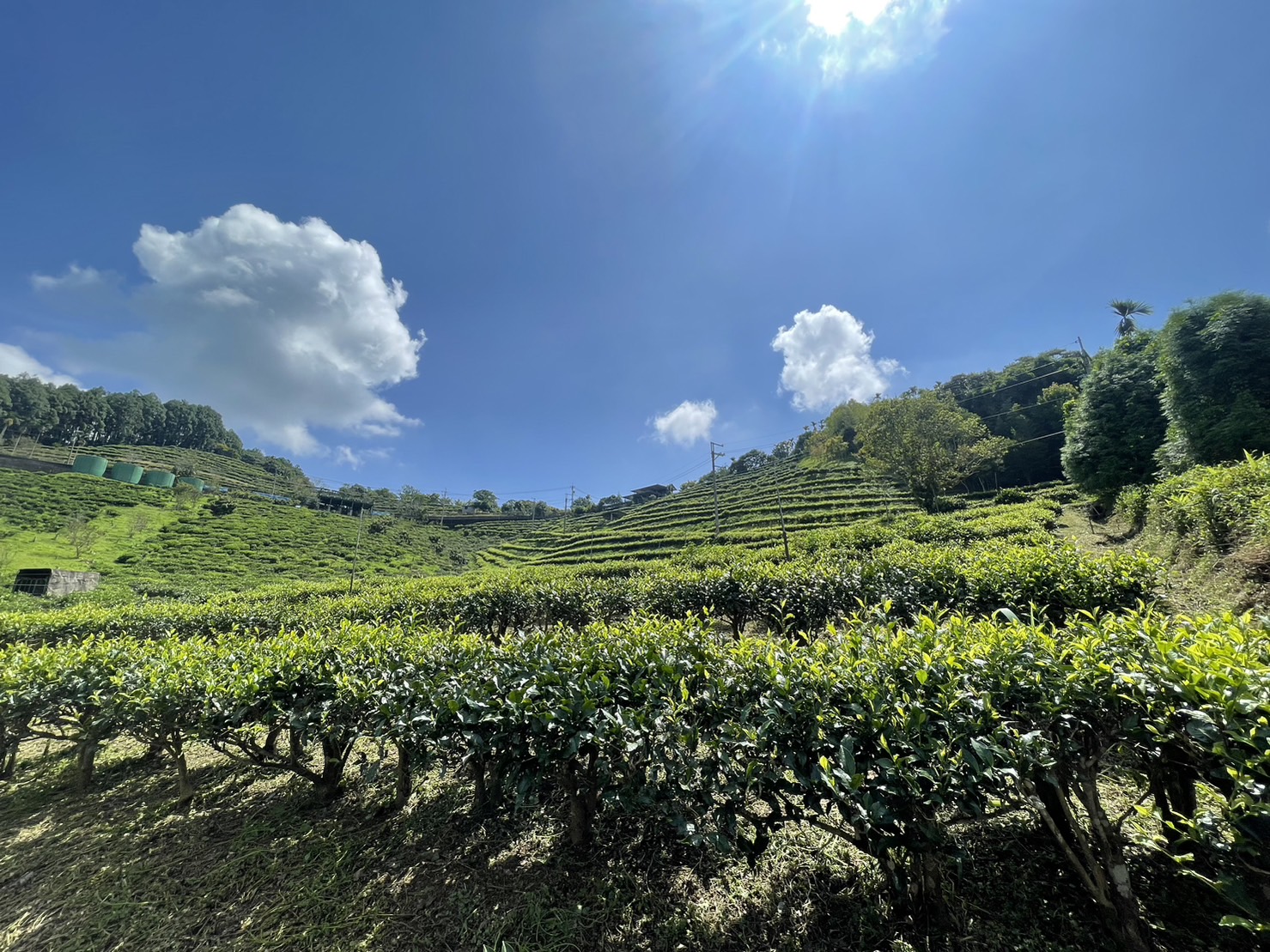 層疊茶園與藍天