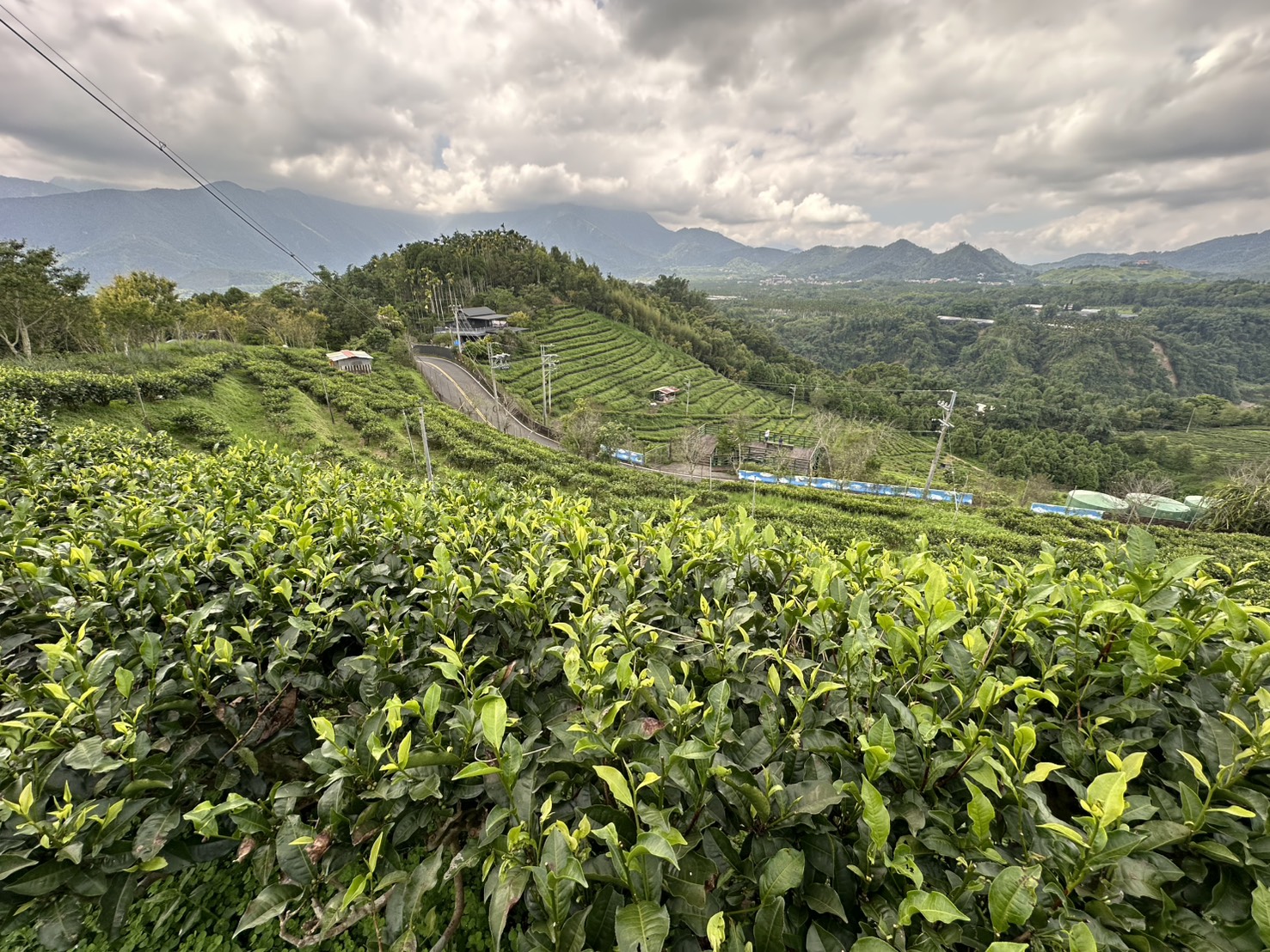 雲霧繚繞的茶園
