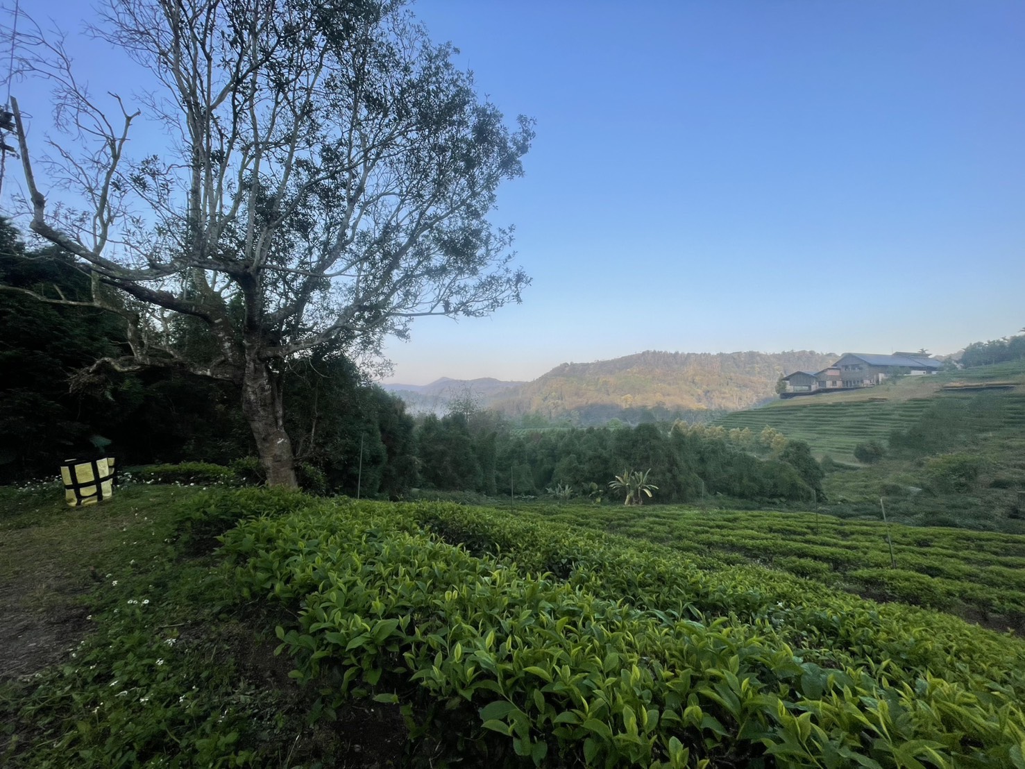 茶園遠眺山景