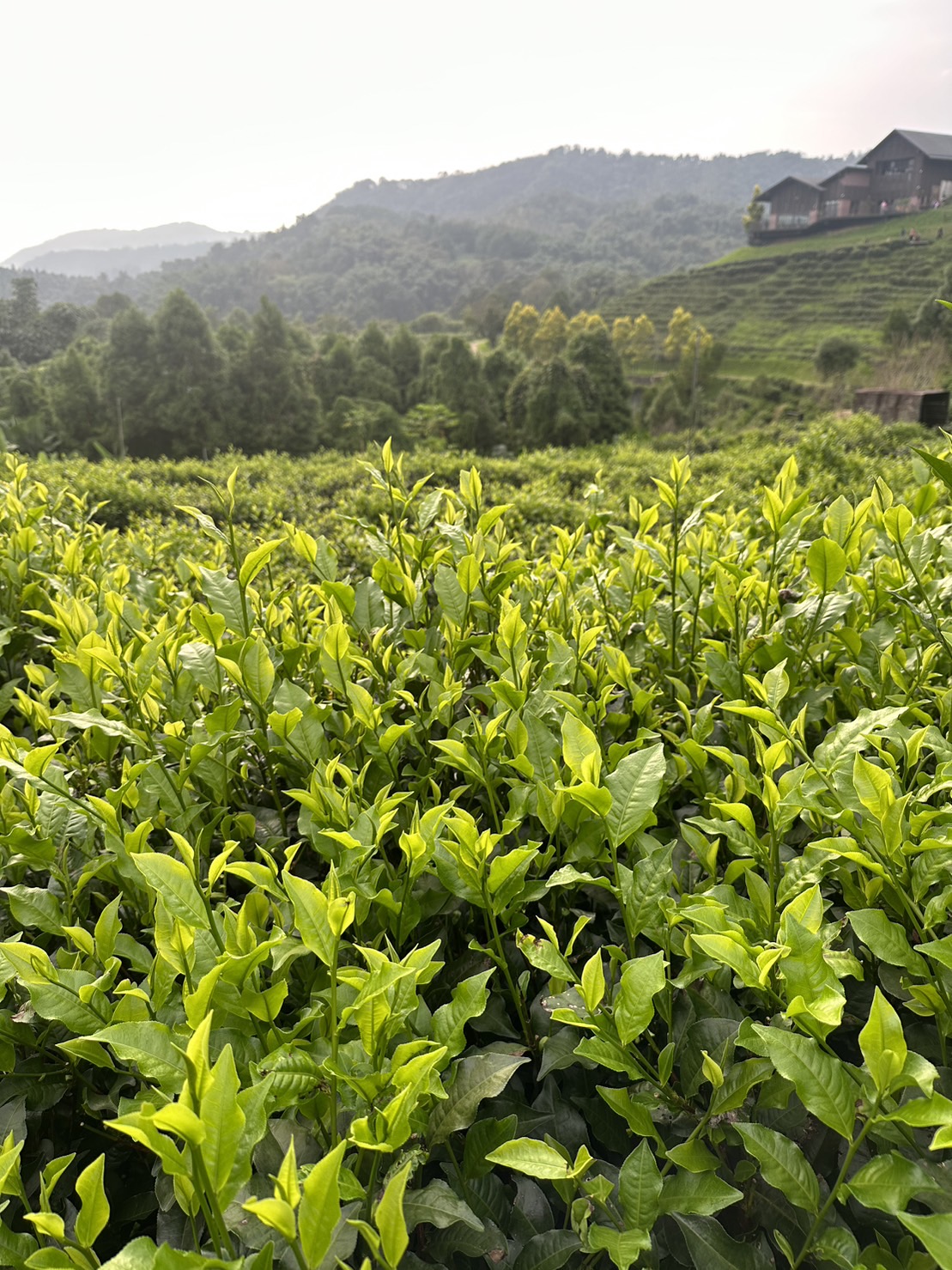 茶園與山間屋舍