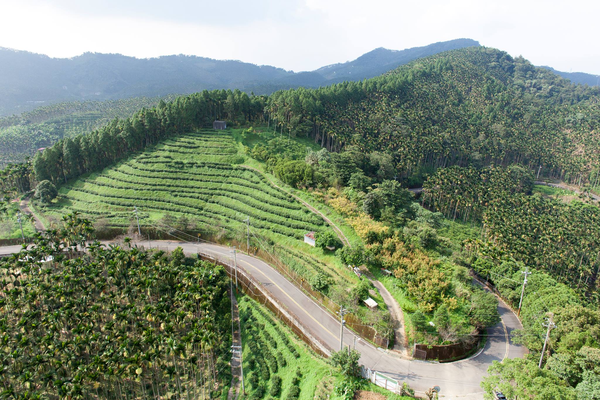巫進錫茶園(井古茶堂)