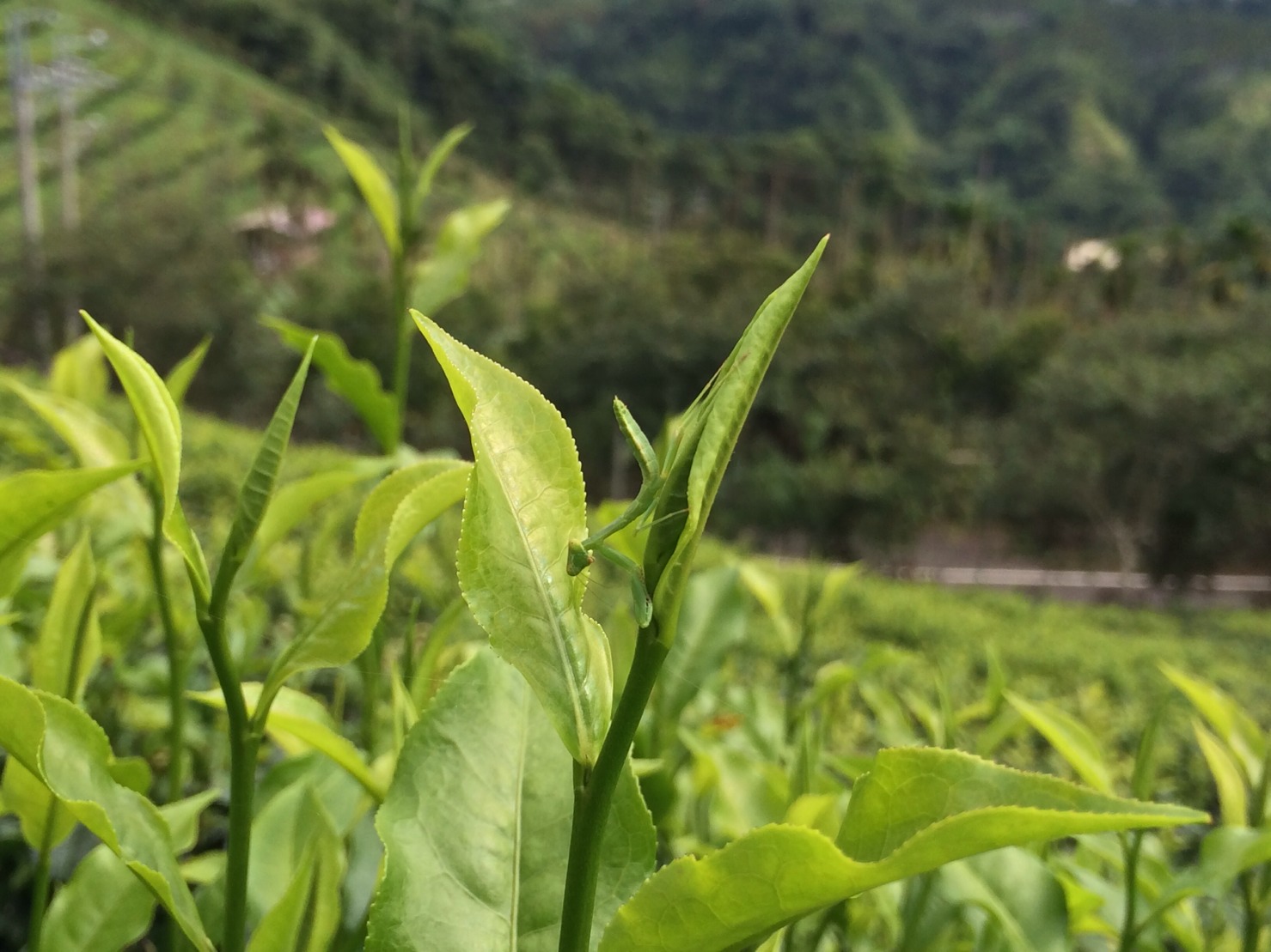 巫進錫茶園(井古茶堂)