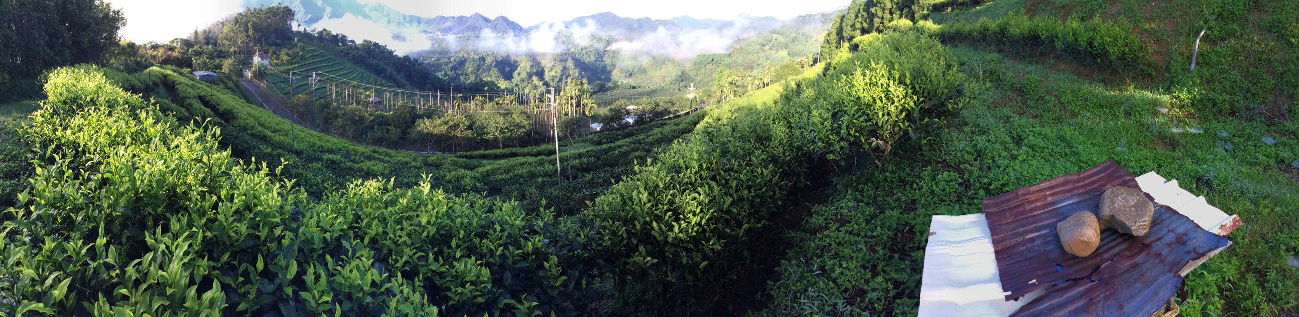 巫進錫茶園(井古茶堂)