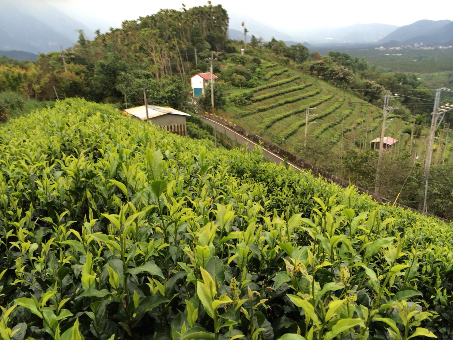 巫進錫茶園(井古茶堂)