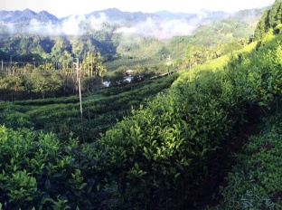 巫進錫茶園(井古茶堂)